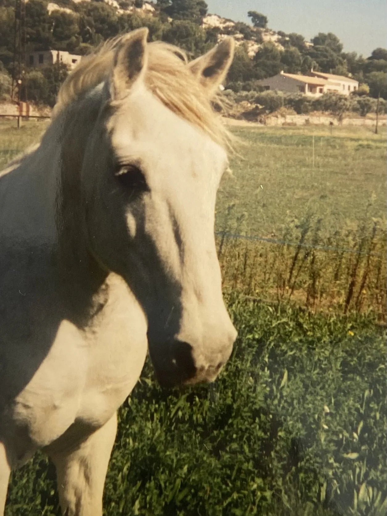 Thibault, le cheval qui a inspiré Constel'Hope – souvenir équestre et créations artisanales en crin et résine
